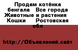 Продам котёнка бенгала - Все города Животные и растения » Кошки   . Ростовская обл.